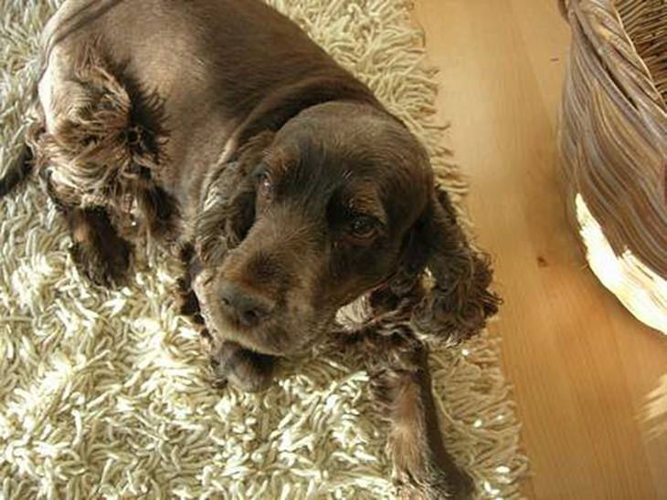 Cocker spaniel Coco - Iiih altså, nu ikke det kamera igen ..  billede 1
