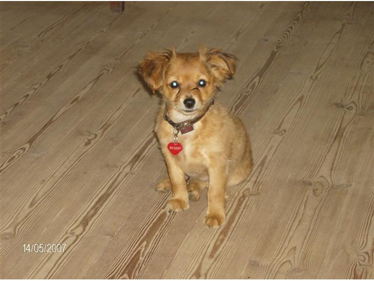 {{currentPhoto.altText}} billede {{currentPhoto.number}}