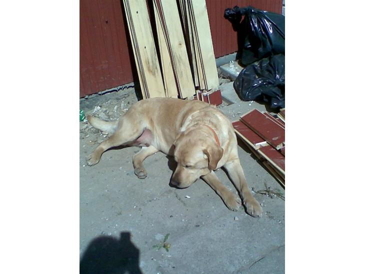 Labrador retriever Pongo billede 1