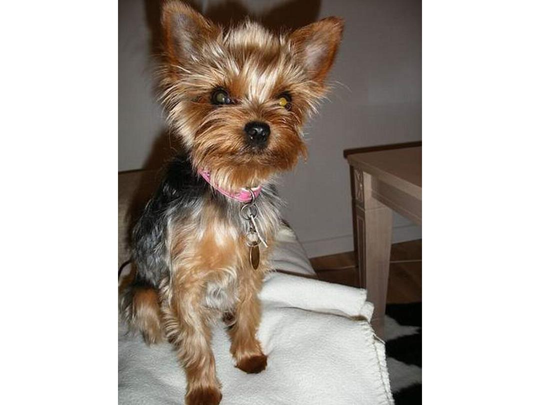 Smøre at donere Spektakulær Yorkshire terrier Evita - 2004 - En VIRKELIG dejlig hund. Hun ...