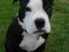 Olde victorian bulldogge Virup's Dixie aka Kiwi