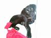 Labrador retriever fraja
