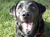 Labrador retriever Henneberg´s Elvis <3