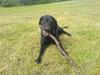 Labrador retriever Silas