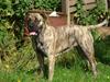 Boerboel Anasha Nynne DØD :(
