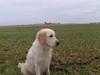 Golden retriever Chili   R.I.P [ Himmelhund]