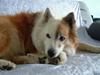 Islandsk fårehund Surtsey's Eik Eldjarn [ Himmelhund]