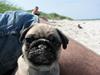 Mops Baloo