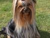 Yorkshire terrier "Jazzmin"