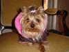 Yorkshire terrier Maggie