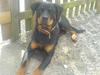 Rottweiler Gucci*