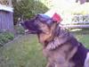 Schæferhund Kimberhyttens Pirock [ Himmelhund]