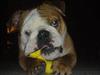 Engelsk bulldog Chucky