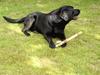 Labrador retriever Rico