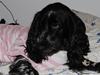 Cocker spaniel Lady <333 xD