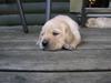 Labrador retriever Aygo