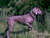 Weimaraner After bella's tessa