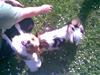 Papillon dalila