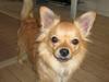 Chihuahua Nikki