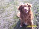 Nova scotia duck tolling retriever "Bimmer"
