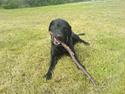 Labrador retriever Silas