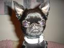 Griffon petit brabancon Louie