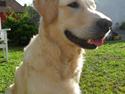 Golden retriever Malou