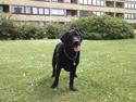 Labrador retriever Rollo <3