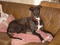 Greyhound Filipa