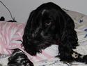 Cocker spaniel Lady <333 xD