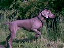 Weimaraner After bella's tessa