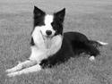 Border collie Karlo