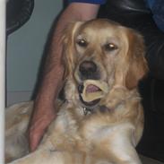 Golden retriever Titi