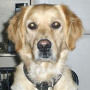 Golden retriever Titi