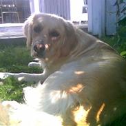 Golden retriever Titi