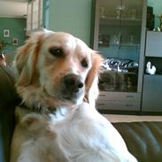 Golden retriever Titi