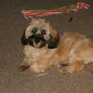Lhasa apso Tulle