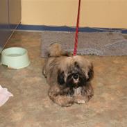 Lhasa apso Tulle