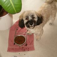 Lhasa apso Tulle