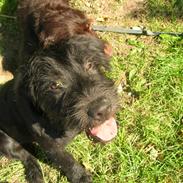 Blanding af racer - Flica den hyper' (;