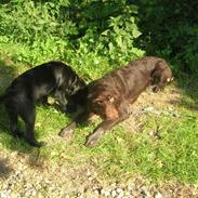 Blanding af racer - Flica den hyper' (;