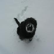 Blanding af racer - Flica den hyper' (;