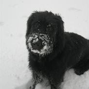 Blanding af racer - Flica den hyper' (;