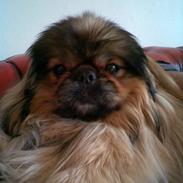 Pekingeser Lady (Putte)