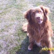 Nova scotia duck tolling retriever "Bimmer"