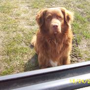 Nova scotia duck tolling retriever "Bimmer"