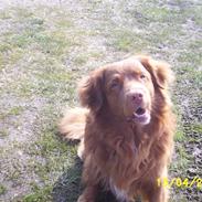 Nova scotia duck tolling retriever "Bimmer"