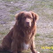 Nova scotia duck tolling retriever "Bimmer"