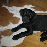 Blanding af racer Picasso