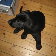 Blanding af racer Picasso